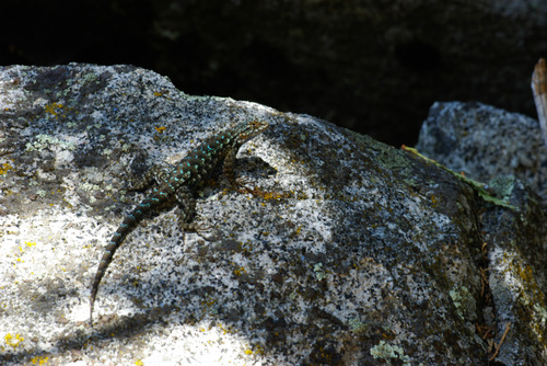 iNaturalist observation photo of San Joaquin Fence Lizard
