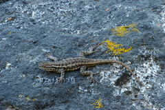 Sceloporus graciosus gracilis
