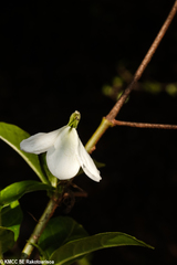 Rhinacanthus