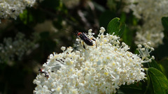 Callimoxys fuscipennis