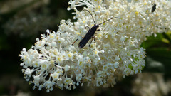 Callimoxys fuscipennis