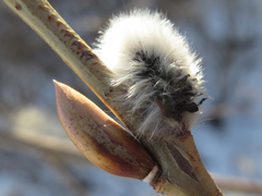 Salix gracilistyla
