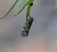 Philobota archepeda