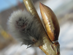 Salix gracilistyla