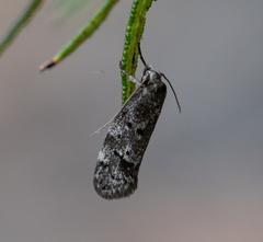 Philobota archepeda