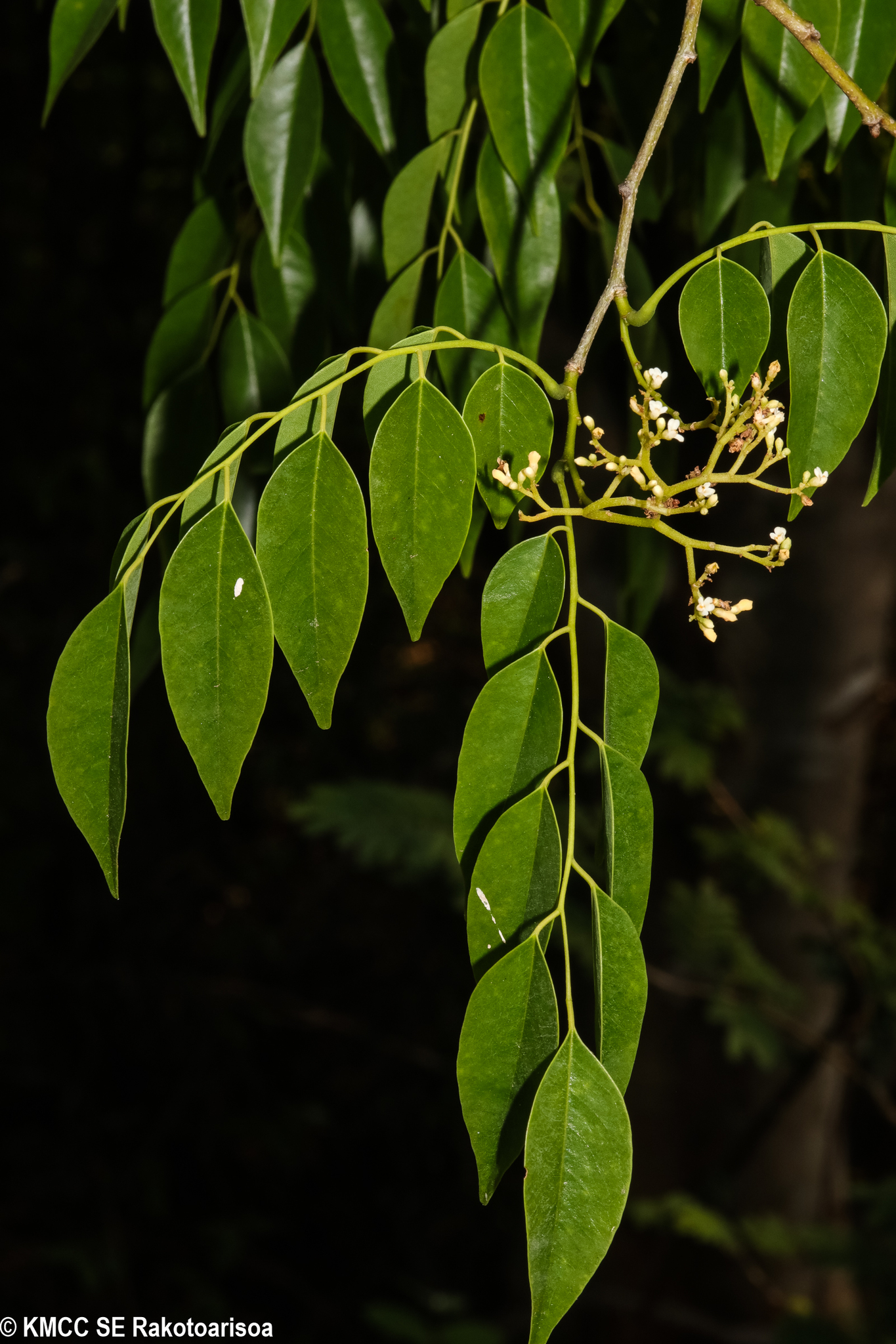 Dalbergia greveana