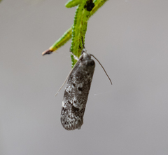 Philobota archepeda