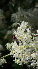 Callimoxys fuscipennis