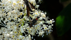 Callimoxys fuscipennis