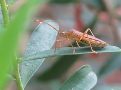 Dasynus cephalotus