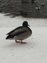 Anas platyrhynchos