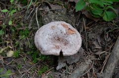 Lactarius trivialis