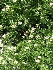 Argyrophenga antipodum