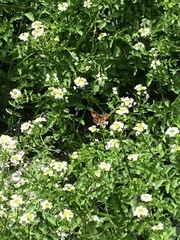 Argyrophenga antipodum