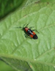 Trilaccus nigroruber