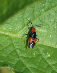 Trilaccus nigroruber