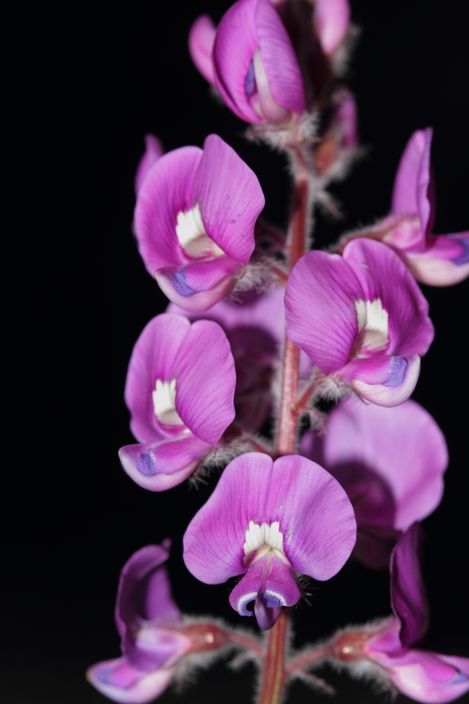 Swainsona elegantoides