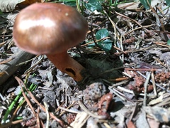 Tricholoma pessundatum