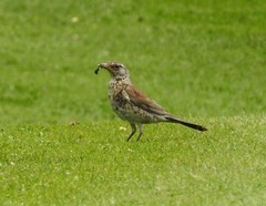 Turdus pilaris