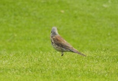 Turdus pilaris
