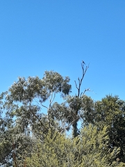 Coracina novaehollandiae