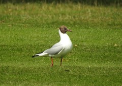 Chroicocephalus ridibundus