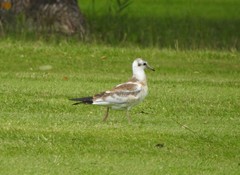 Chroicocephalus ridibundus