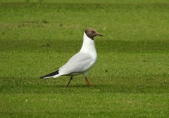 Chroicocephalus ridibundus