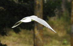 Chroicocephalus ridibundus