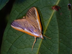 Pylartes subcostalis