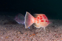 Bodianus unimaculatus