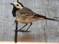 Motacilla alba