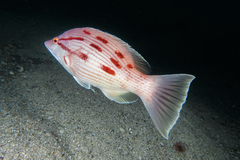 Bodianus unimaculatus