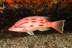 Bodianus unimaculatus