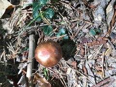 Tricholoma pessundatum