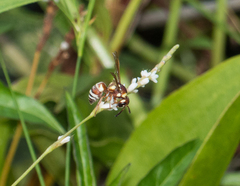 Euodynerus annulatus