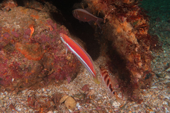 Suezichthys aylingi