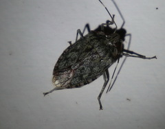 Bathrus variegatus