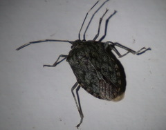 Bathrus variegatus