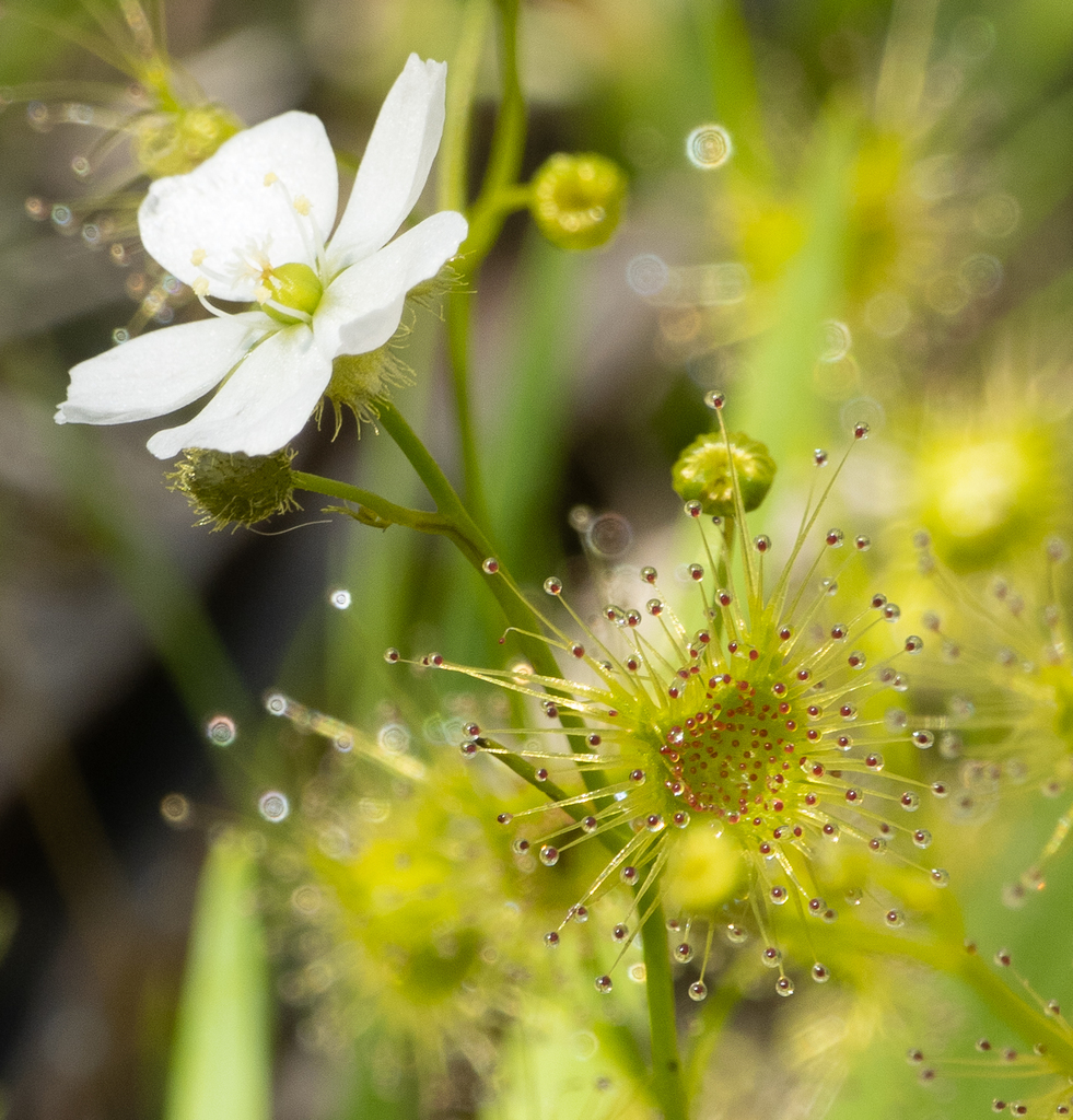 Drosera gunniana (Planch.) de Salas 3
