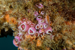 Parablennius laticlavius