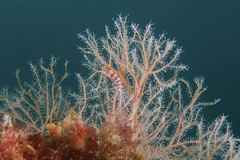 Notoclinops segmentatus