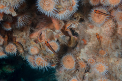 Forsterygion maryannae