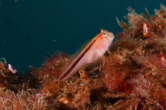 Parablennius laticlavius