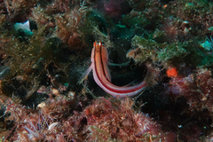 Parablennius laticlavius