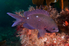 Chromis dispila