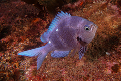 Chromis dispila