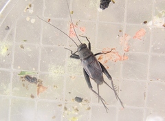 Allonemobius griseus