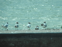 Chroicocephalus ridibundus