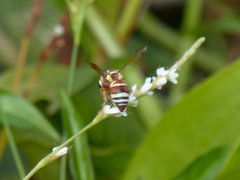 Euodynerus annulatus